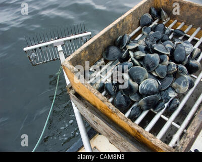 Quahogs (shellfish) caught by Bill Bergan at work raking for clams in Narragansett Bay off Rhode Island (Model Released) - 4/21/04 - Stock Photo