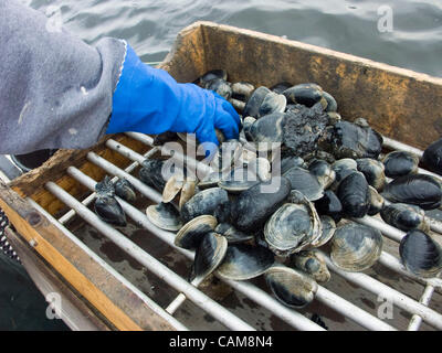 Quahogs (shellfish) caught by Bill Bergan at work raking for clams in Narragansett Bay off Rhode Island (Model Released) - 4/21/04 - Stock Photo