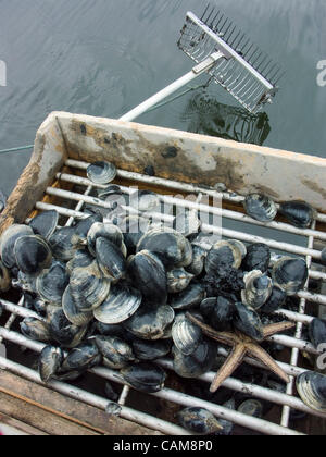 Quahogs (shellfish) caught by Bill Bergan at work raking for clams in Narragansett Bay off Rhode Island (Model Released) Stock Photo