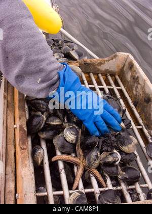 Quahogs (shellfish) caught by Bill Bergan at work raking for clams in Narragansett Bay off Rhode Island (Model Released) Stock Photo