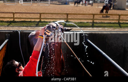 March 30, 2012 - Tampa, Florida, U.S. - LUI FLOREZ, of Ocala washes MAXIMUS, a horse from Red Field Farms in Ocala during the Tampa Equestrian Festival at the Florida State Fairgrounds. (Credit Image: © Tampa Bay Times/ZUMAPRESS.com) Stock Photo