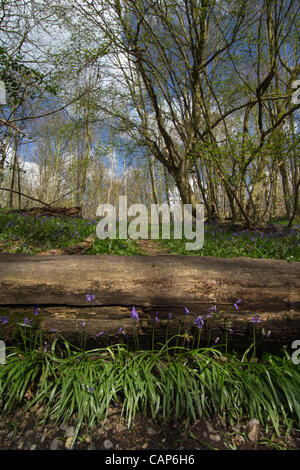 A carpet of bluebells in Norsey Wood, Billericay, UK, on Wednesday 04 April. Stock Photo