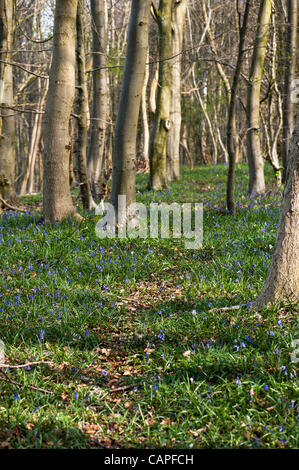 Bluebells in bloom on Friday 6 April 2012 in Standish Woods near Stroud in Gloucestershire, UK.  The early flowering follows a period of unusually warm and dry weather during March.  On Tuesday the UK’s Met Office reported it to be the third warmest and fifth driest March on record. Stock Photo