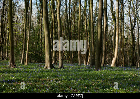 Bluebells in bloom on Friday 6 April 2012 in Standish Woods near Stroud in Gloucestershire, UK.  The early flowering follows a period of unusually warm and dry weather during March.  On Tuesday the UK’s Met Office reported it to be the third warmest and fifth driest March on record. Stock Photo