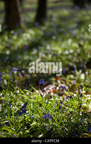 Bluebells in bloom on Friday 6 April 2012 in Standish Woods near Stroud in Gloucestershire, UK.  The early flowering follows a period of unusually warm and dry weather during March.  On Tuesday the UK’s Met Office reported it to be the third warmest and fifth driest March on record. Stock Photo