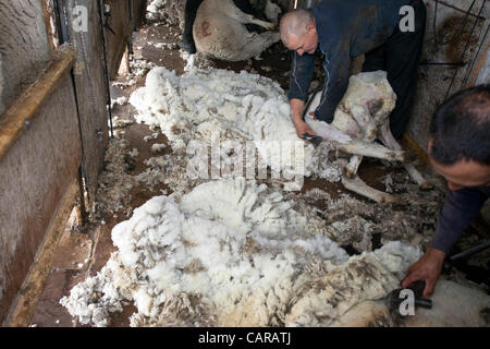 FOUNTAIN GREEN, UTAH USA. Thursday 12 Apr 2012. Shearers from New Zealand travel to USA to work livestock industry. Sheep being sheared during annual spring lamb season. Collection of wool for textiles and clothing. Sheep on ground being sheared. High income value this year. Stock Photo