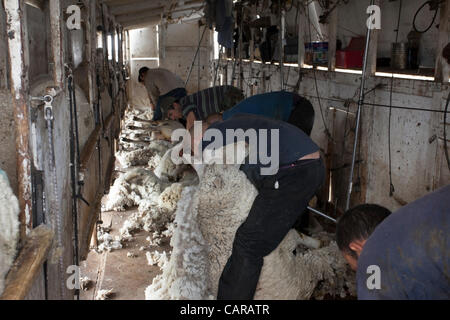 FOUNTAIN GREEN, UTAH USA. Thursday 12 Apr 2012. Shearers from New Zealand travel to USA to work livestock industry. Sheep being sheared during annual spring lamb season. Collection of wool for textiles and clothing. Working to shear and cut wool from livestock. High income value this year. Stock Photo