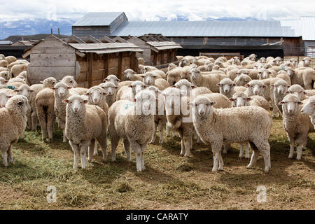 FOUNTAIN GREEN, UTAH USA. Thursday 12 Apr 2012. Shearers from New Zealand travel to USA to work livestock industry. Sheep being sheared during annual spring lamb season. Collection of wool for textiles and clothing. Herd in corral. High income value this year. Stock Photo