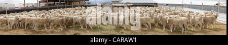 FOUNTAIN GREEN, UTAH USA. Thursday 12 Apr 2012. Shearers from New Zealand travel to USA to work livestock industry. Sheep being sheared during annual spring lamb season. Collection of wool for textiles and clothing. Panorama of large herd in corral. High income value this year. Stock Photo