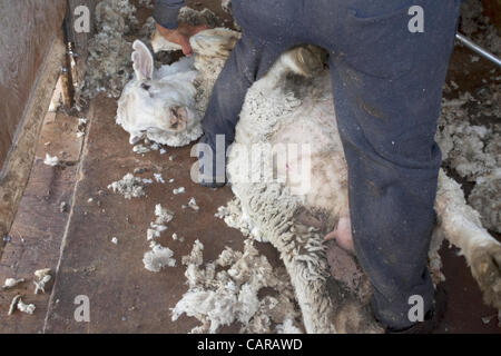 FOUNTAIN GREEN, UTAH USA. Thursday 12 Apr 2012. Shearers from New Zealand travel to USA to work livestock industry. Sheep being sheared during annual spring lamb season. Collection of wool from easy to manage sheep for textiles and clothing. High income value this year. Stock Photo