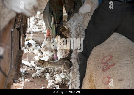 FOUNTAIN GREEN, UTAH USA. Thursday 12 Apr 2012. Shearers from New Zealand travel to USA to work livestock industry. Sheep being sheared in shed during annual spring lamb season. Collection of wool for textiles and clothing. High income value this year. Stock Photo