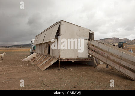 FOUNTAIN GREEN, UTAH USA. Thursday 12 Apr 2012. Shearers from New Zealand come to USA to shear. Sheep being sheared during annual spring lamb season. Shearing shed trailer that travels to different ranch location. Sorting wool by quality to sell. High income value this year. Stock Photo