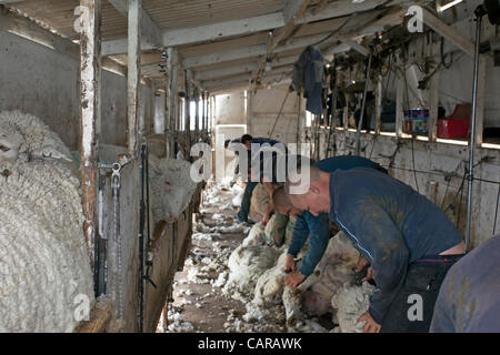 FOUNTAIN GREEN, UTAH USA. Thursday 12 Apr 2012. Shearers from New Zealand travel to the USA to shear. Sheep sheared during annual spring lamb season. Collection of wool for textiles and clothing. Quality sorted wool ready for bagging. Sorting wool by quality to sell. High income value this year. Stock Photo