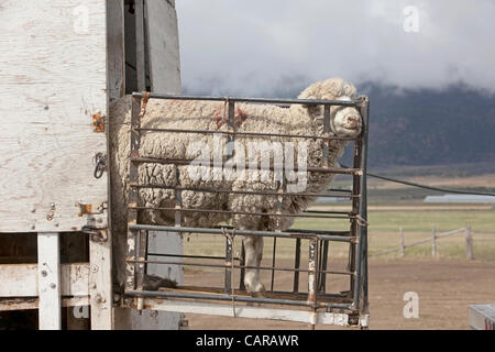 FOUNTAIN GREEN, UTAH USA. Thursday 12 Apr 2012. Shearers from New Zealand travel to the USA to shear valuable wool from sheep. Expert and very fast livestock workers.Sheep being sheared during annual spring lamb season. Collection of wool for textiles and clothing. High income value this year. Stock Photo