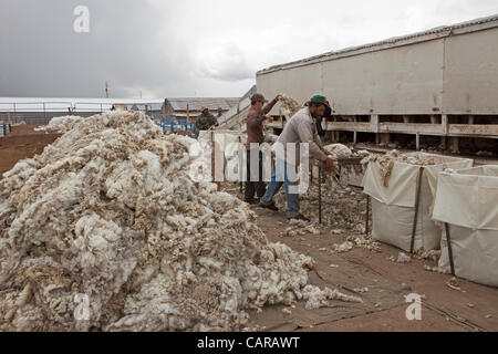 FOUNTAIN GREEN, UTAH USA. Thursday 12 Apr 2012. Shearers from New Zealand travel to the USA to finish spring shearing. Sheep being sheared during annual spring lamb season. Collection of wool for textiles and clothing. Piles of quality sorted wool ready for bagging. Sorting wool by quality to sell. Stock Photo