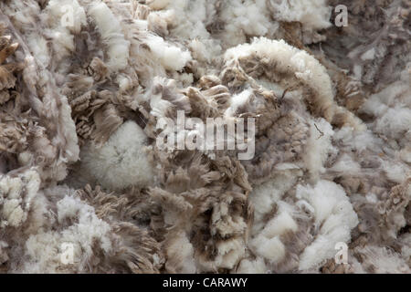 FOUNTAIN GREEN, UTAH USA. Thursday 12 Apr 2012. Shearers from New Zealand travel to the USA to shear valuable wool.Sheep sheared during annual spring lamb season. Collection of wool for textiles and clothing. Piles of quality sorted wool ready for bagging. High income value this year. Stock Photo