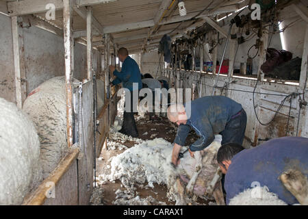 FOUNTAIN GREEN, UTAH USA. Thursday 12 Apr 2012. Shearers from New Zealand travel to the USA to shear valuable wool from sheep. Expert and very fast livestock workers.Sheep being sheared during annual spring lamb season. Collection of wool for textiles and clothing. High income value this year. Stock Photo