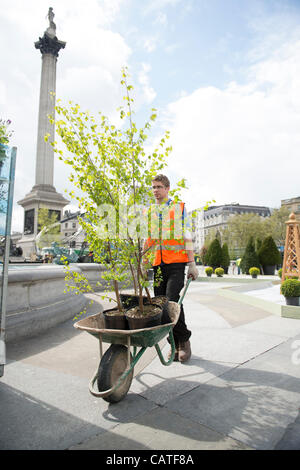 Trafalgar Square, London, UK. 20th April 2012. Preparations in full swing in Trafalgar Square for the St.George's Day festival being held tomorrow. The square is being transformed with artificial grass, flower beds and potted trees. Stock Photo