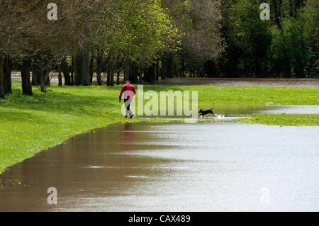 Upton on Severn - UK - 30th April 2012 - A man walks his dog on the flooded playing fields in Upton on Severn, UK after heavy rain. Stock Photo