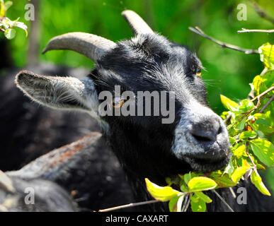 Nigerian Dwarf Goat grazes, helping control weeds in environmentally friendly way, during goatherd's walk at Levy Park and Preserve, during sunny spring afternoon, May 1, 2012, in Merrick, New York, USA. Stock Photo