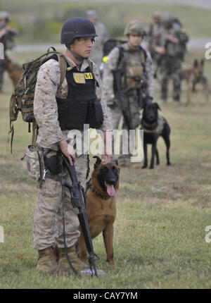May 5, 2012 - DoD K9 Trials-May 4, 2012-Lackland Air Force Base-San Antonio, Texas---A soldier waits to start the IRon Dog Competition during the Department of Defense K9 Trials at Lackland Air Force Base in San Antonio, Texas.  They'll test military working dog teams in a variety of missions, inclu Stock Photo