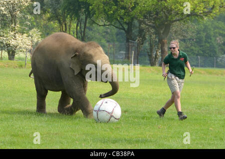 DUNSTABLE, BEDFORDSHIRE, UNITED KINGDOM. 28 MAY 2012. Donna the Elephant enjoys a kick-about at ZSL Whipsnade Zoo, 28th May 2012, as the Zoo prepares to host a sporting extravaganza. The elephant was given a giant football to play with in their paddock in the run up to the Shaun the Sheep Championsh Stock Photo