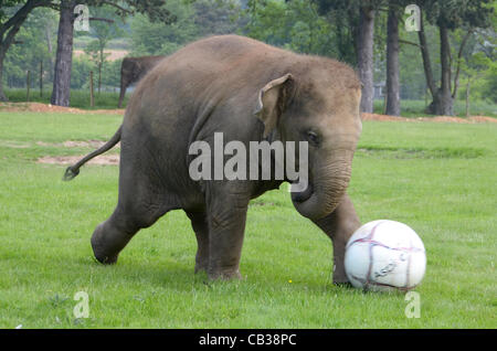 DUNSTABLE, BEDFORDSHIRE, UNITED KINGDOM. 28 MAY 2012. Donna the Elephant enjoys a kick-about at ZSL Whipsnade Zoo, 28th May 2012, as the Zoo prepares to host a sporting extravaganza. The elephant was given a giant football to play with in their paddock in the run up to the Shaun the Sheep Championsh Stock Photo