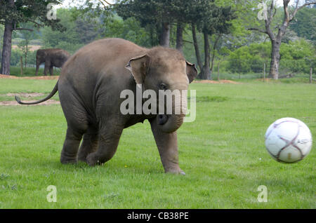 DUNSTABLE, BEDFORDSHIRE, UNITED KINGDOM. 28 MAY 2012. Donna the Elephant enjoys a kick-about at ZSL Whipsnade Zoo, 28th May 2012, as the Zoo prepares to host a sporting extravaganza. The elephant was given a giant football to play with in their paddock in the run up to the Shaun the Sheep Championsh Stock Photo