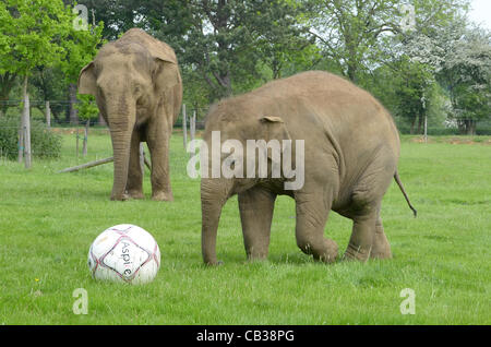 DUNSTABLE, BEDFORDSHIRE, UNITED KINGDOM. 28 MAY 2012. Donna the Elephant enjoys a kick-about at ZSL Whipsnade Zoo, 28th May 2012, as the Zoo prepares to host a sporting extravaganza. The elephant was given a giant football to play with in their paddock in the run up to the Shaun the Sheep Championsh Stock Photo