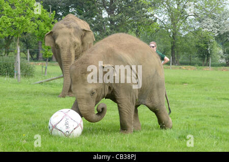 DUNSTABLE, BEDFORDSHIRE, UNITED KINGDOM. 28 MAY 2012. Donna the Elephant enjoys a kick-about at ZSL Whipsnade Zoo, 28th May 2012, as the Zoo prepares to host a sporting extravaganza. The elephant was given a giant football to play with in their paddock in the run up to the Shaun the Sheep Championsh Stock Photo