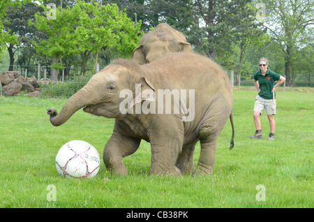 DUNSTABLE, BEDFORDSHIRE, UNITED KINGDOM. 28 MAY 2012. Donna the Elephant enjoys a kick-about at ZSL Whipsnade Zoo, 28th May 2012, as the Zoo prepares to host a sporting extravaganza. The elephant was given a giant football to play with in their paddock in the run up to the Shaun the Sheep Championsh Stock Photo