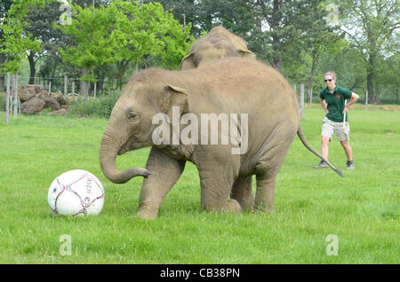 DUNSTABLE, BEDFORDSHIRE, UNITED KINGDOM. 28 MAY 2012. Donna the Elephant enjoys a kick-about at ZSL Whipsnade Zoo, 28th May 2012, as the Zoo prepares to host a sporting extravaganza. The elephant was given a giant football to play with in their paddock in the run up to the Shaun the Sheep Championsh Stock Photo