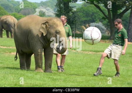 DUNSTABLE, BEDFORDSHIRE, UNITED KINGDOM. 28 MAY 2012. Donna the Elephant enjoys a kick-about at ZSL Whipsnade Zoo, 28th May 2012, as the Zoo prepares to host a sporting extravaganza. The elephant was given a giant football to play with in their paddock in the run up to the Shaun the Sheep Championsh Stock Photo