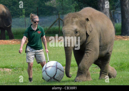 DUNSTABLE, BEDFORDSHIRE, UNITED KINGDOM. 28 MAY 2012. Donna the Elephant enjoys a kick-about at ZSL Whipsnade Zoo, 28th May 2012, as the Zoo prepares to host a sporting extravaganza. The elephant was given a giant football to play with in their paddock in the run up to the Shaun the Sheep Championsh Stock Photo