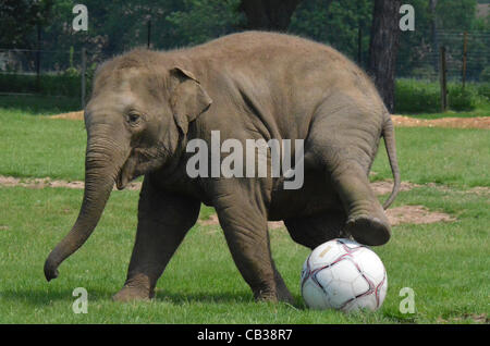 DUNSTABLE, BEDFORDSHIRE, UNITED KINGDOM. 28 MAY 2012. Donna the Elephant enjoys a kick-about at ZSL Whipsnade Zoo, 28th May 2012, as the Zoo prepares to host a sporting extravaganza. The elephant was given a giant football to play with in their paddock in the run up to the Shaun the Sheep Championsh Stock Photo