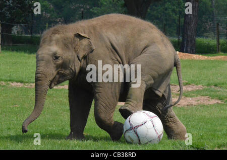 DUNSTABLE, BEDFORDSHIRE, UNITED KINGDOM. 28 MAY 2012. Donna the Elephant enjoys a kick-about at ZSL Whipsnade Zoo, 28th May 2012, as the Zoo prepares to host a sporting extravaganza. The elephant was given a giant football to play with in their paddock in the run up to the Shaun the Sheep Championsh Stock Photo