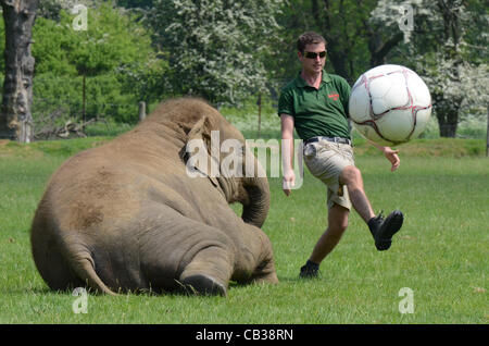 DUNSTABLE, BEDFORDSHIRE, UNITED KINGDOM. 28 MAY 2012. Donna the Elephant enjoys a kick-about at ZSL Whipsnade Zoo, 28th May 2012, as the Zoo prepares to host a sporting extravaganza. The elephant was given a giant football to play with in their paddock in the run up to the Shaun the Sheep Championsh Stock Photo