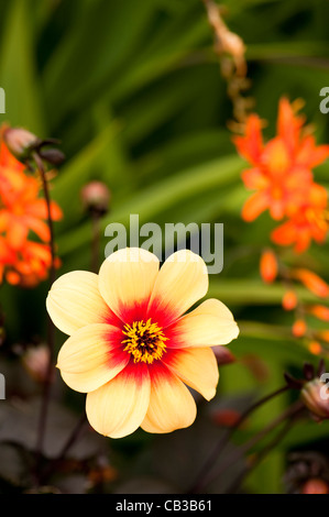 Dahlia ‘Moonfire’ AGM in flower Stock Photo