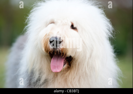 Portrait of an old English sheepdog Stock Photo