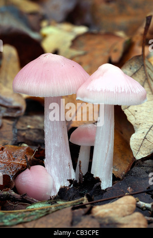 Two Rosy Bonnet Fungi - Mycena rosea Stock Photo