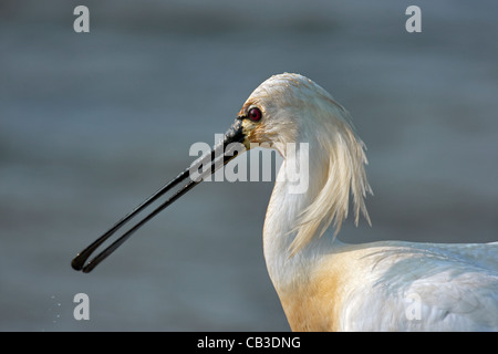 Eurasian Spoonbill / Common Spoonbill (Platalea leucorodia) close-up, Texel, the Netherlands Stock Photo