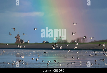 Rainbow and flock of Eurasian common pied oystercatchers (Haematopus ostralegus) flying over dyke, Wadden Sea, the Netherlands Stock Photo