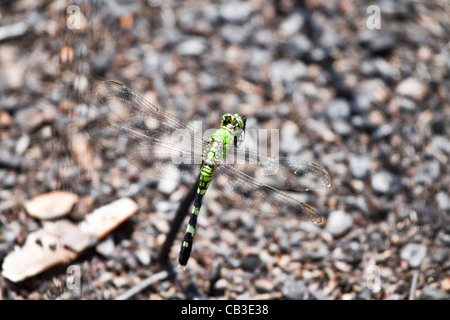Ophiogomphus cecilia. Green Snaketail dragonfly Stock Photo