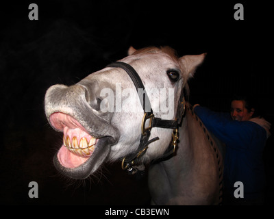 Horse making funny laughing face Stock Photo