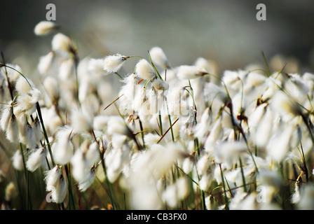 Cotton grass in evening sun set Stock Photo