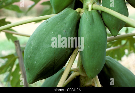 Mature fruit on a papaya tree in Thailand Stock Photo