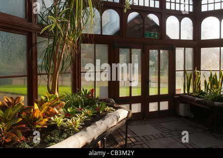 Inside the conservatory at Stamford Park, Ashton under Lyne Stock Photo ...