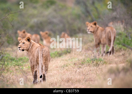 Lion pride, Panthera leo, hunting warthog, Kwandwe private reserve, Eastern Cape, South Africa Stock Photo