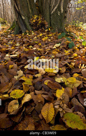 Old coppiced hornbeams (Carpinus betulus) in autumn in Great Wood, Plantlife Reserve at Ranscombe Farm, Kent. Stock Photo