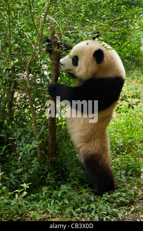 Giant Panda, Ailuropoda melanoleuca Panda Breeding and research centre, Chengdu PRC, People's Republic of China, Asia Stock Photo